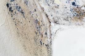 Mold Documentation for Insurance Claims in Jasper, TN